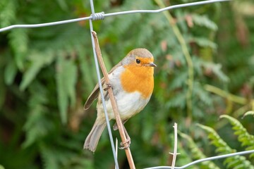 Portrait of a European robin (erithacus rubecula) perching on a wire fence