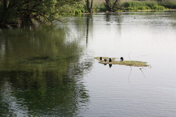 ducks on the lake