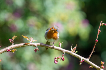 Portrait of a European robin (erithacus rubecula) perching on a branch