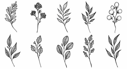 Beautiful Collection of Hand Drawn Botanical Illustrations Featuring Delicate Leaves and Floral Sprigs Perfect for Various Design Projects Including Invitations and Greeting Cards