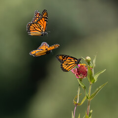 three monarch butterflies on a flower