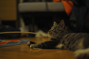 Kitty