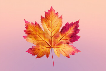 Fototapeta premium Golden maple leaf isolated on a gradient background