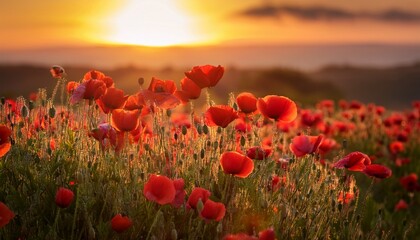 Obraz premium a sunset scene featuring bright red poppies in sharp focus against a blurred background