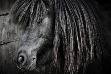 Portrait of beautiful horse with long hair close macro detail