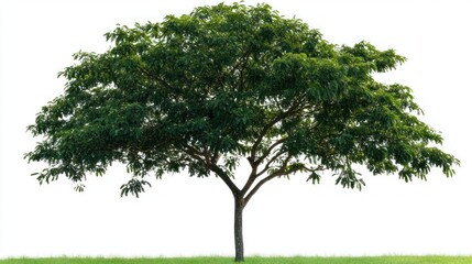 Obraz premium Isolated green tree on white background with grass