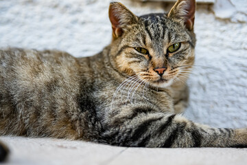Brownish-gray striped cat lying down with narrowed eyes