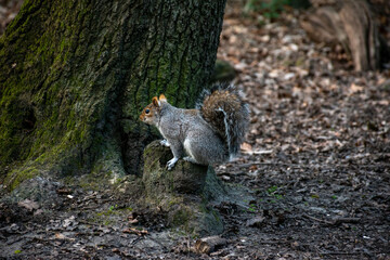 A curious squirrel perched on a log in a tranquil woodland setting. Perfect for themes of wildlife, nature, and outdoor exploration.