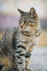 Gray striped street cat sitting and turning head away