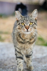Obraz premium Striped gray street cat staring at camera with green eyes