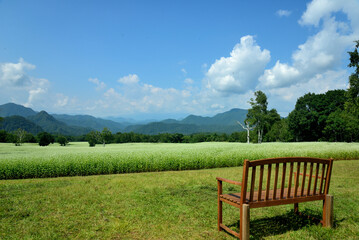 ベンチのある高原のソバ畑