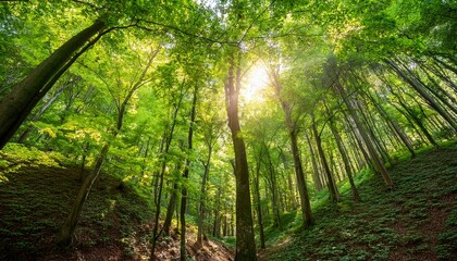 Naklejka premium green forest canopy with sunlight shining through dense leaves creating peaceful natural atmosphere