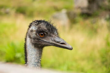 Closeup portrait of alert emu bird head.