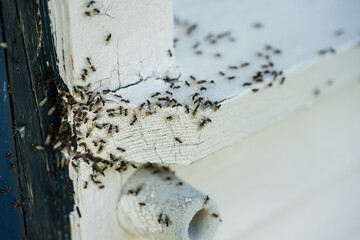 Swarm of ants crawling on cracked wooden surface.
