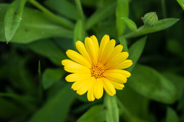 Bright yellow flower blooming in green foliage.