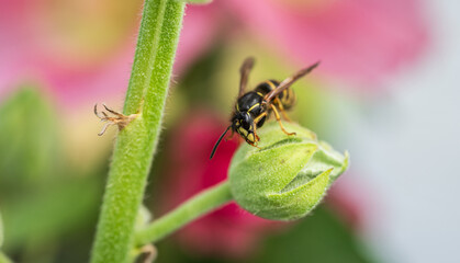 Wasp on green plant bud with floral background bokeh.