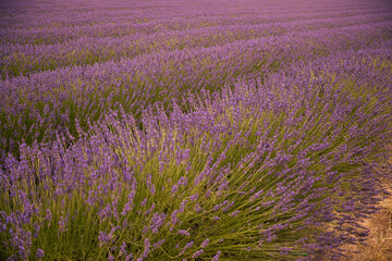 Obraz premium Lavender field in South Moravia
