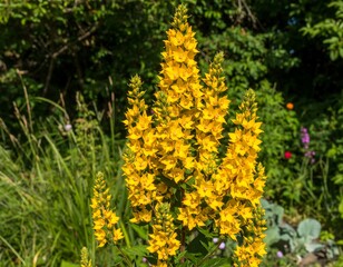 Obraz premium Bright yellow flower cluster in garden