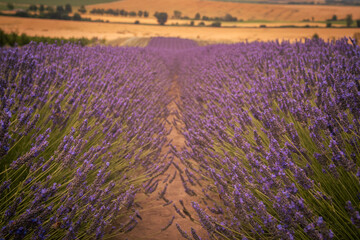 Obraz premium Lavender field in South Moravia