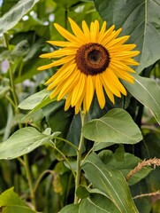 sunflower in the garden