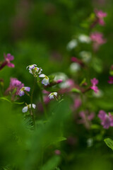 Tiny wildflowers blooming among green meadow plants.