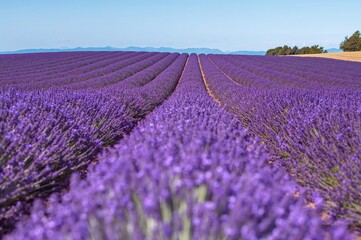 Vast Lavender Field in Bloom