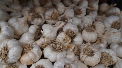 Heap of white garlic bulbs with fibrous dry roots