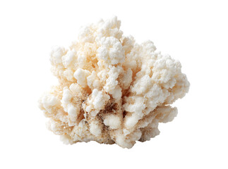 Elegant creamy white coral specimen isolated on black background, Isolated On Transparent Background