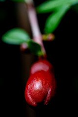 Close-up shot of a pomegranate bud highlighting its red color. Black background.