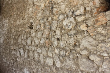 bark of a tree