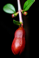 Close-up shot of a pomegranate bud highlighting its red color. Black background.