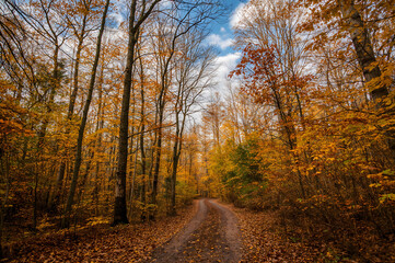 Fototapeta premium Autumn forest path lined with golden yellow and orange trees road
