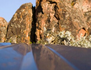 A cat perched on a metal roof, rocky background