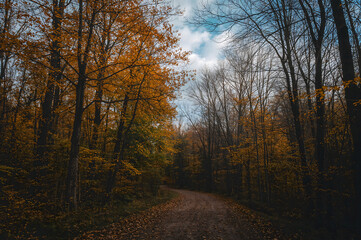 Fototapeta premium Winding dirt path through a vibrant golden autumn forest woods trees