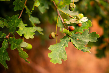 Acorns with oak leaves in natural background