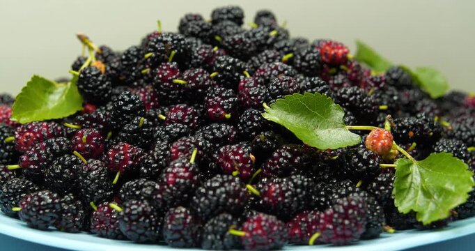 Mulberry berries lies on blue plate and rotates. Mulberry - fruit tree whose fruits have many beneficial properties. Morus, genus of flowering plants in family Moraceae