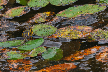 A painted turtle with a striped head peeks out from the dark water of a lake