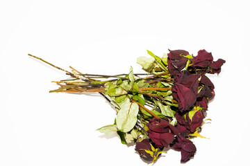 Dying roses on a white background