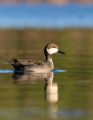 Obraz premium A duck swimming on a calm lake