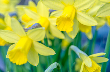Obraz premium Daffodil flowers in a garden