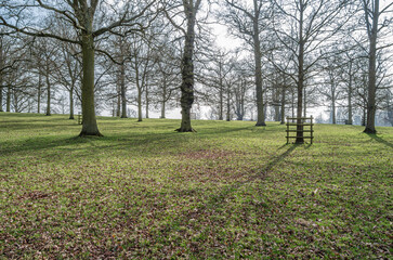 Leafless trees in springtime