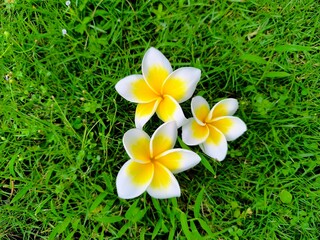 Tropical plumeria frangipani flowers with white petals and bright yellow centers on fresh green grass background, symbol of beauty, relaxation, and exotic summer vibes.
