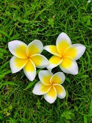 Tropical plumeria frangipani flowers with white petals and bright yellow centers on fresh green grass background, symbol of beauty, relaxation, and exotic summer vibes.
