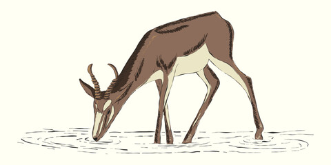 Vector hand-drawn flat illustration, african exotic animal antelope, colorful art, ink style, fabric textile, t-shirt design. Isolated on light, white background