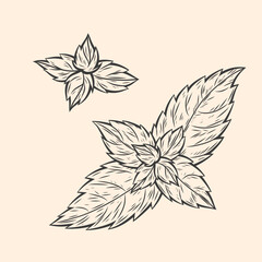 Hand-drawn vector illustration of mint leaves. Botanical line art, detailed designs, herbal and natural product branding, packaging, and decorative elements. Isolated black and white sketch style