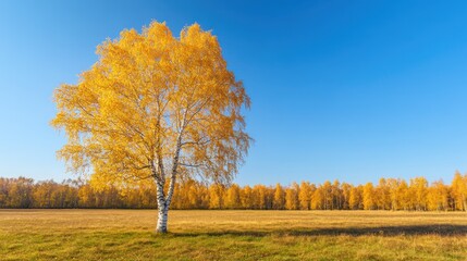 Fototapeta premium Golden birch tree in autumn meadow