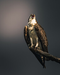 A cinematic wildlife series capturing the osprey in three unique moods — surprise, call, and majesty.