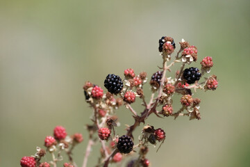 Ripe and raw blackberries on the branch in nature