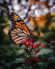 Detailed photograph of a monarch butterfly perched on a red flower with soft bokeh background in warm evening light.
