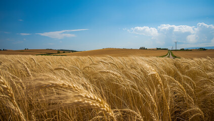 field of wheat